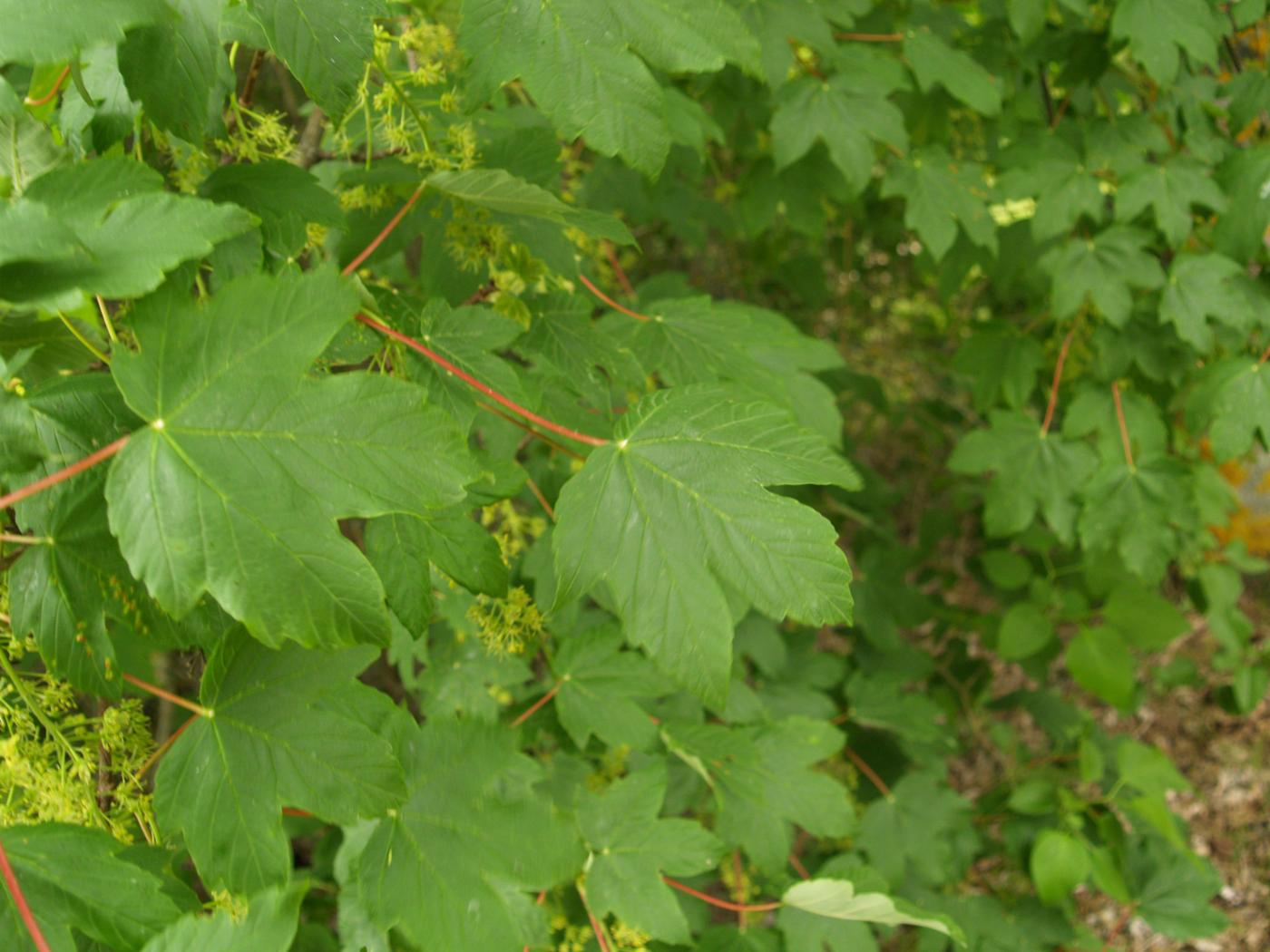 Sycamore leaf